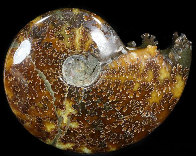 Bargain,  Cleoniceras Ammonite Fossil - Madagascar #40914